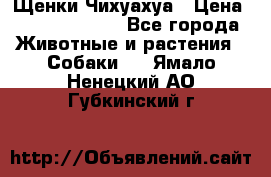 Щенки Чихуахуа › Цена ­ 12000-15000 - Все города Животные и растения » Собаки   . Ямало-Ненецкий АО,Губкинский г.